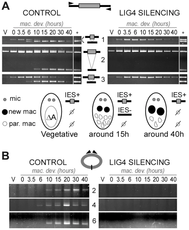 Absence of final junction products following IES excision in <i>LIG4</i>-silenced cells.