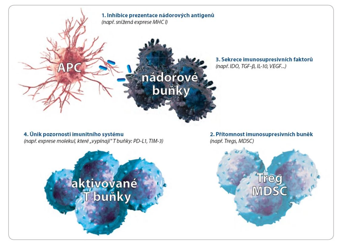 Některé z mechanizmů, které nádory využívají k úniku pozornosti imunitního systému.