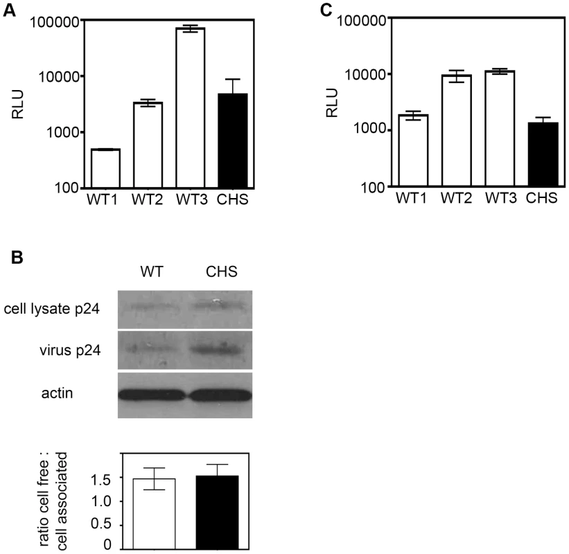 CHS cells support HIV-1 infection and Gag budding over a single- round of replication but transmit virus less efficiently by cell-to-cell spread.