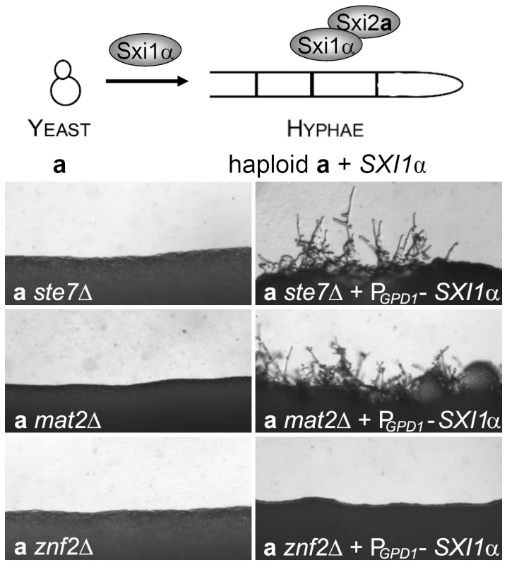 Mat2 and the Cpk1 MAPK cascade are not required for hyphal morphogenesis whereas Znf2 is a hyphal morphology determinant.