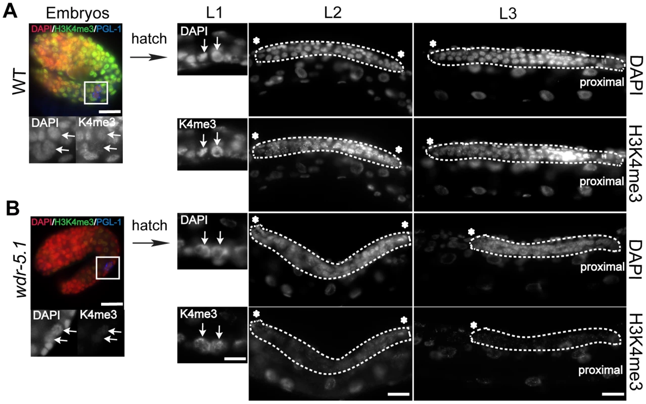 H3K4me3 is transiently independent of WDR-5.1 activity in early proliferating larval germ cells.