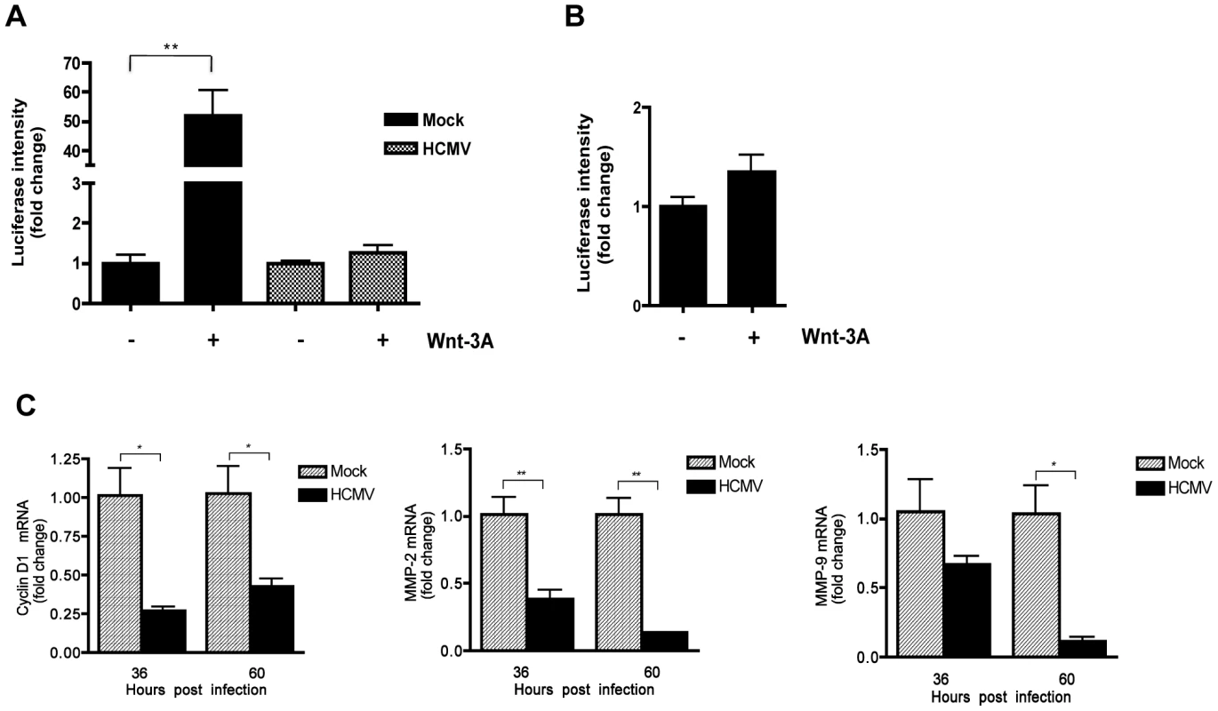 HCMV infection inhibits Wnt/β-catenin transcriptional activity in EVTs in response to Wnt stimulation.
