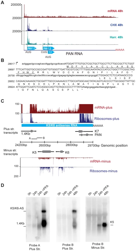 mRNA-Seq reveals ribosome-protected non-coding RNAs in KSHV.