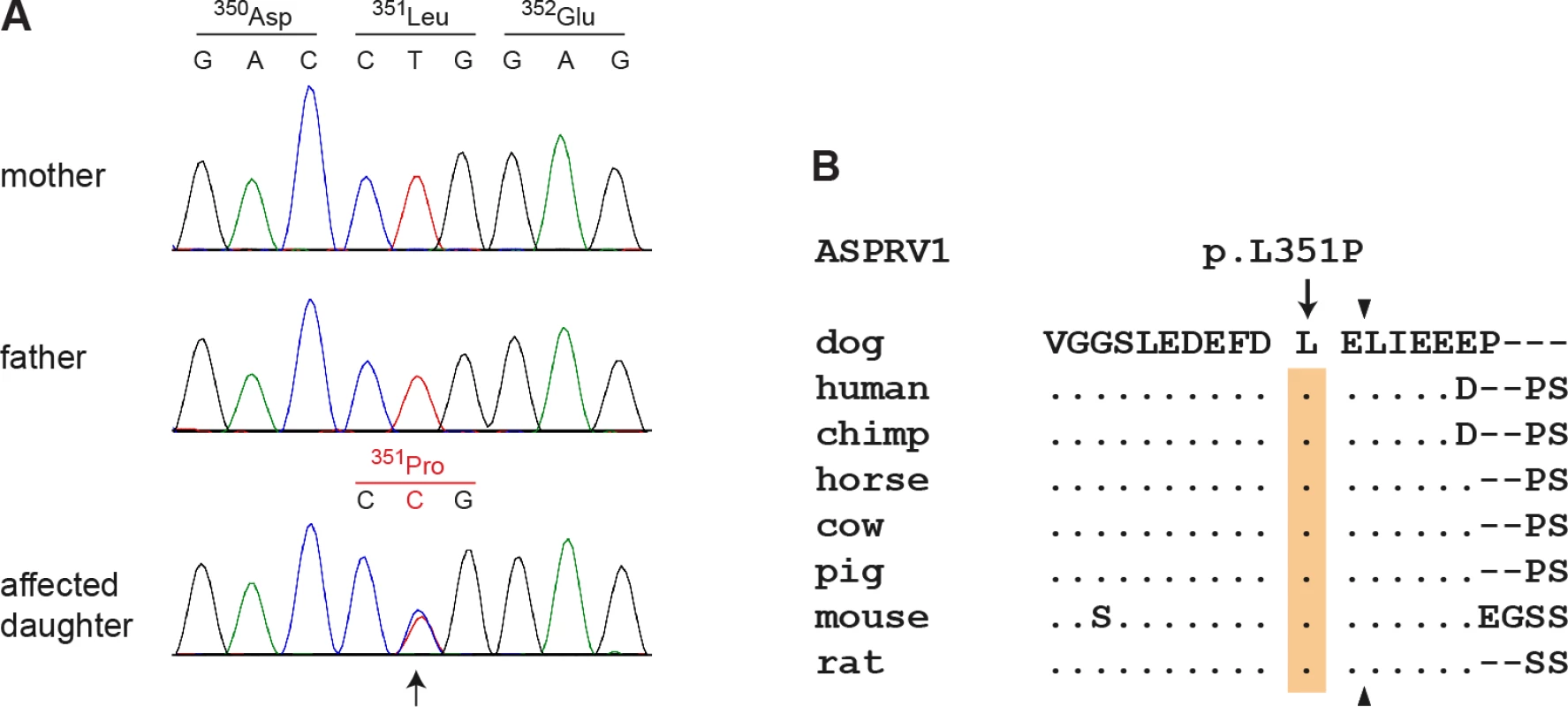 Sanger electropherograms of the ASPRV1:c.1052T&gt;C variant and evolutionary conservation of leucine 351 in the ASPRV1 protein.