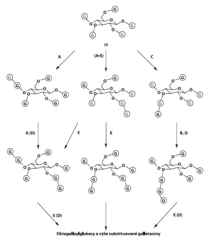 Biosyntéza gallotaninů II
3 – 1,2,3,4,6-penta-O-galloyl-ß-D-glukopyranosa, G – galloyl, A, B, C, D, E – galloyltransferasy A–E. Hlavní cesty biosyntézy jsou vyznačeny šipkami, převažující enzymové aktivity písmeny A–E.