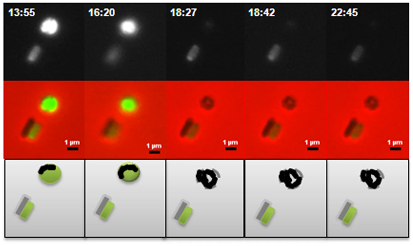 Predatory escape defect of the Δ<i>dgcA</i> cells from fluorescent <i>E. coli</i> prey.