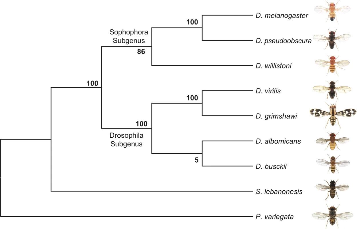 Phylogeny of <i>D</i>. <i>busckii</i>.