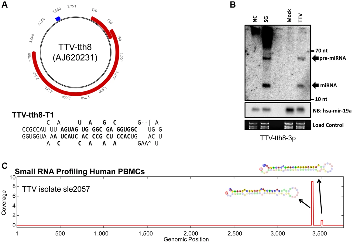 TTV miRNAs are expressed during <i>in vitro</i> cell culture replication and are detectable from <i>in vivo</i> small RNA profiling of human PBMCs.