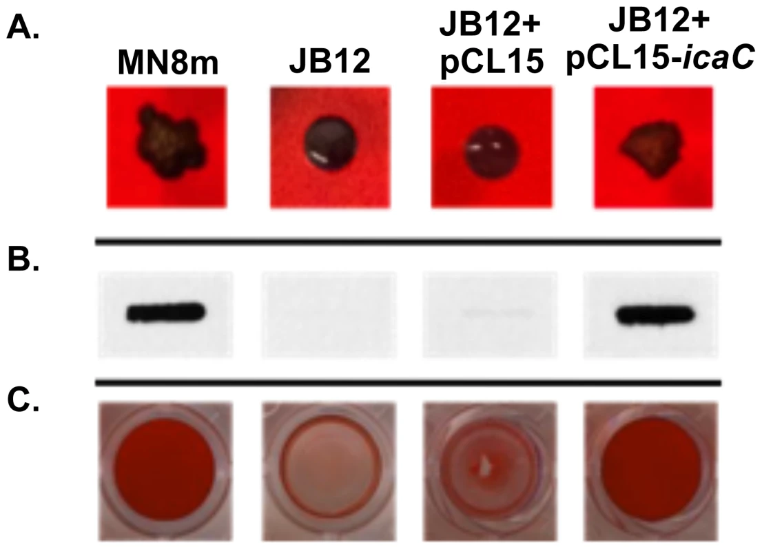 Effect of complementation of JB12 with <i>icaC</i> in trans on colony morphology, PNAG production, and biofilm formation.
