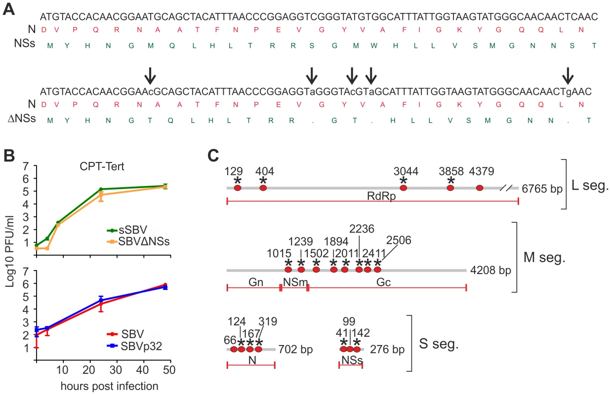 <i>In vitro</i> phenotypic characteristics of SBVΔNSs and SBVp32.
