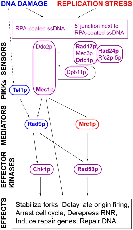 DNA damage and replication stress response pathways.