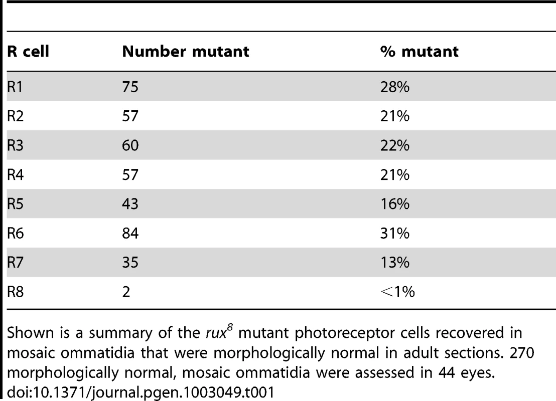 Analysis of adult retina mosaic for <i>rux<sup>8</sup></i>.