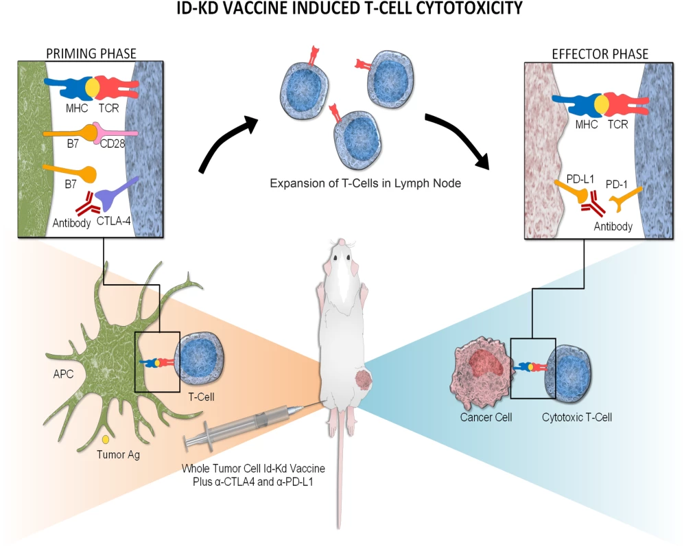 Mechanism of Id2kd Neuro2a vaccination combined with α-CTLA-4 and α-PD-L1 immunotherapy in the immunogenic Neuro2a model.