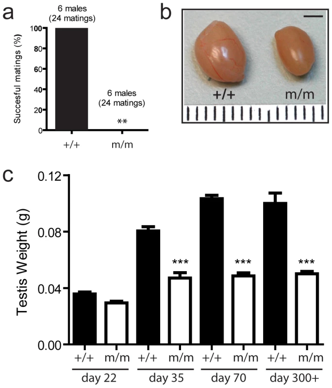 A novel mouse model of male-specific infertility.