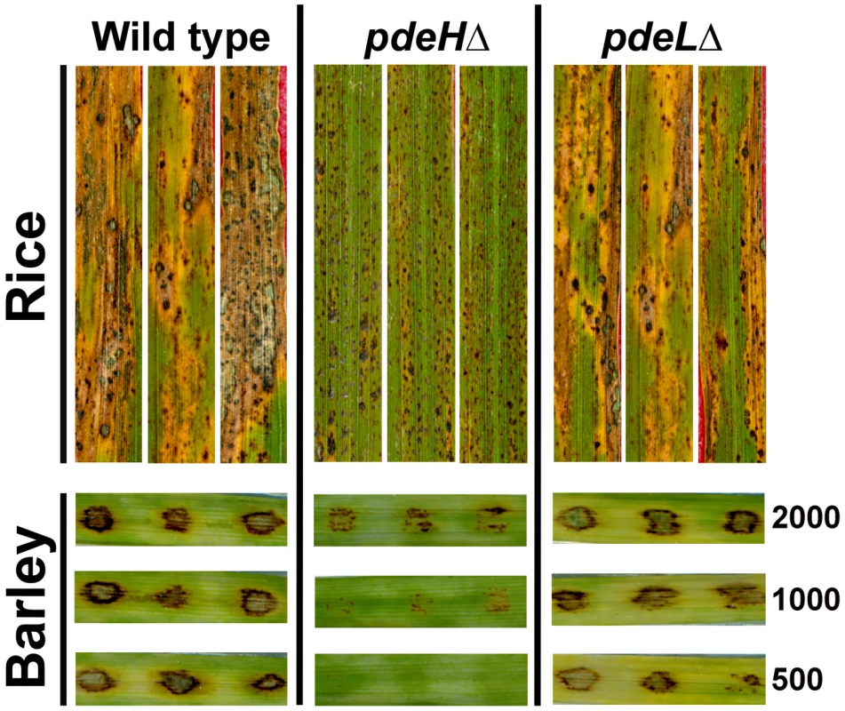 Loss of PdeH leads to reduced pathogenicity on host plants.