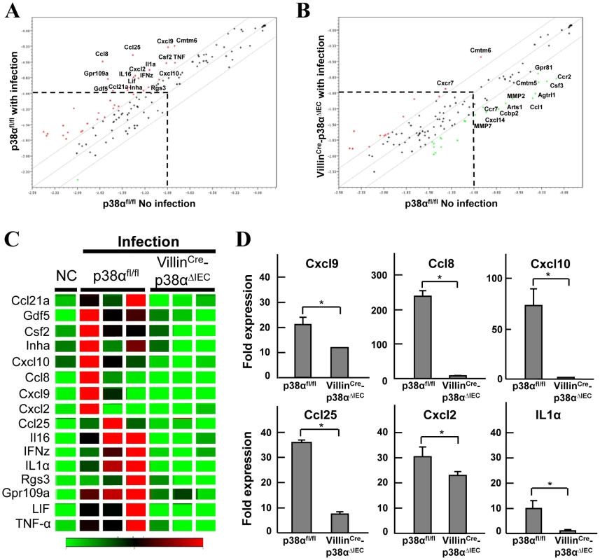 p38α in intestinal epithelial cells is required for chemokine expression to recruit immune cells into the colon mucosa after <i>C. rodentium</i> infection.