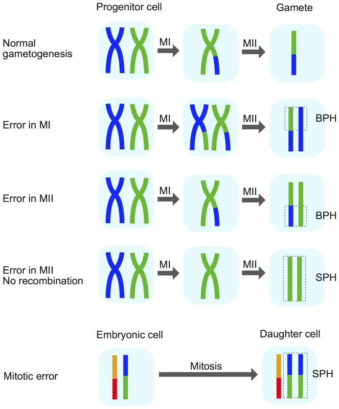 Schematic explaining the BPH signature of meiotic-origin chromosome gain.
