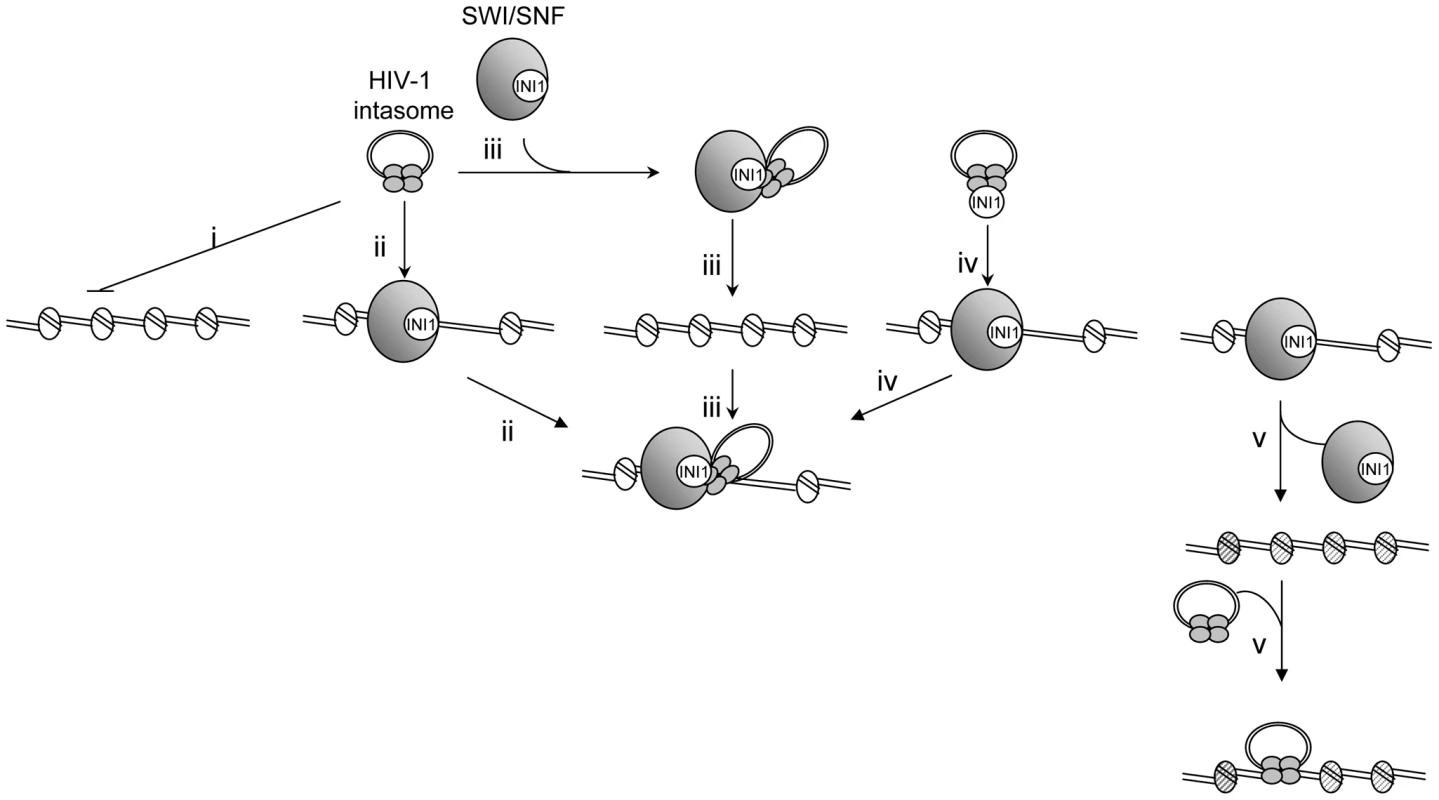 Model for HIV-1 integration into stable chromatin regions.