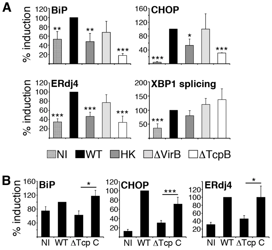 TcpB mutation reduces <i>Brucella</i>-induced UPR target gene expression.