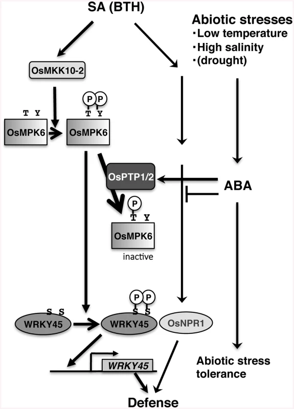 Proposed model for the mechanism underlying SA–ABA crosstalk through OsPTP1/2 against the OsMPK6–WRKY45-mediated SA pathway of the rice defence program.