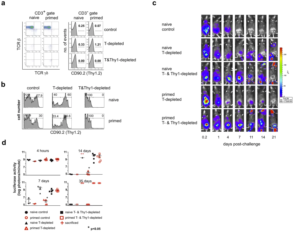 A Thy1<sup>+</sup> cell population mediates innate protection against a secondary challenge with vaccinia virus.