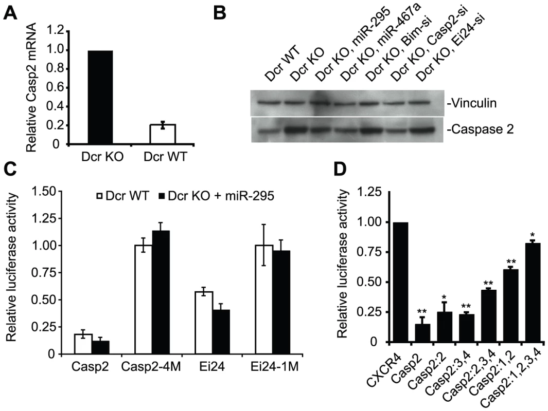 The pro-apoptotic genes Caspase 2 (Casp2) and Ei24 are direct targets of the mir-295 cluster.