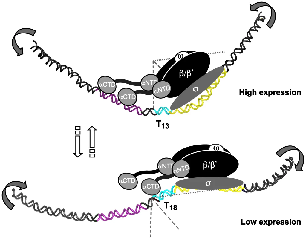 T- or A-tracts, adjacent to −35 elements, regulate gene expression by a rheostat-like mechanism.