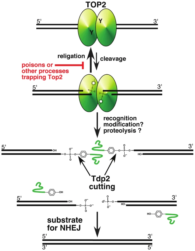 A pathway for repairing topoisomerase II–mediated DNA damage.