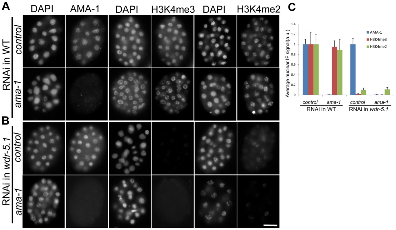 RNAi knock-down of <i>ama-1</i> does not affect WDR-5.1–dependent H3K4 methylation in early embryos.