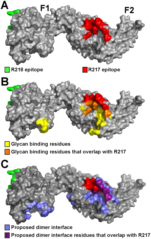 The R217 epitope overlaps with glycan binding residues and the proposed dimer interface, while the R218 epitope is far removed from these regions.