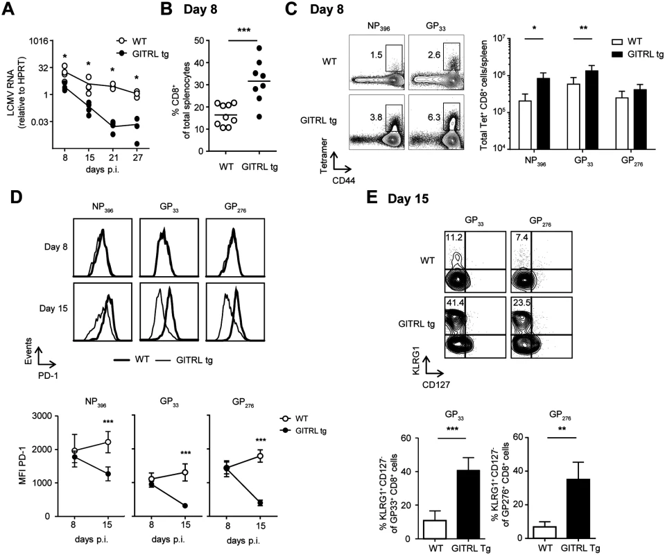 Protective anti-viral CD8 response in GITRL tg mice is established very early during infection.