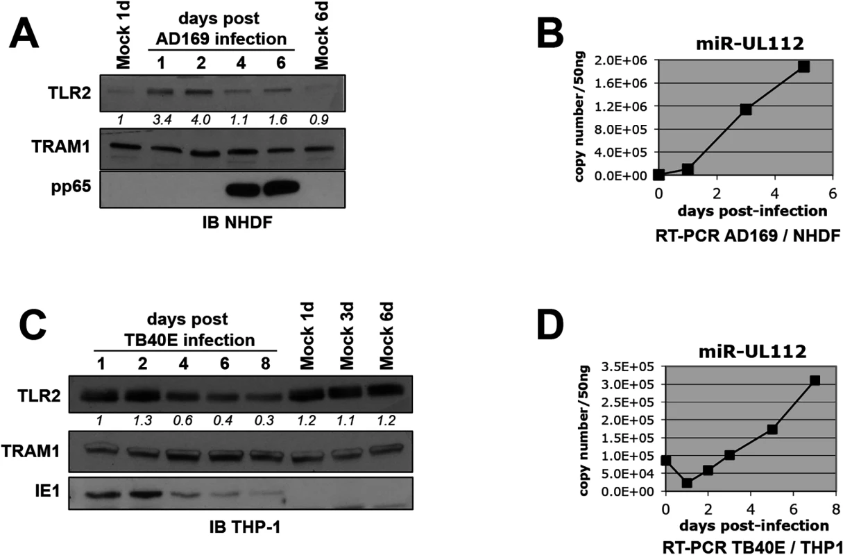 TLR2 is down-regulated during HCMV infection.