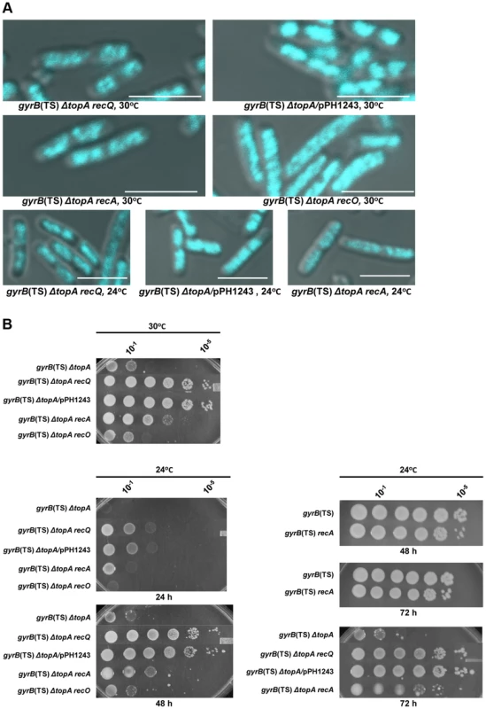 Topo III overproduction, and <i>recA</i> and <i>recQ</i> deletions complement the growth and chromosome segregation defects in the <i>gyrB</i>(Ts) <i>ΔtopA</i> strain.