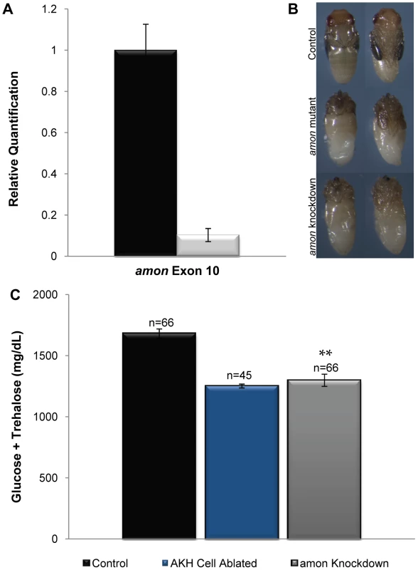 <i>amon</i> is required in the AKH producing cells for normal sugar regulation.