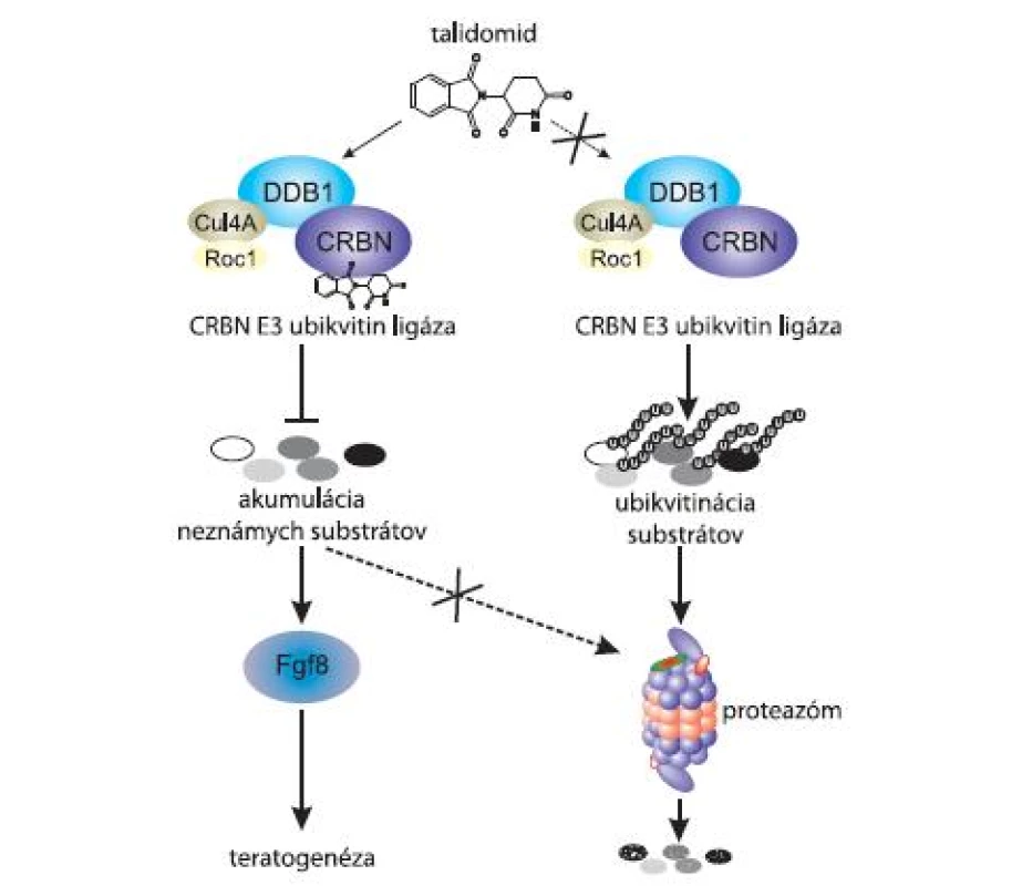 Talidomid inhibuje aktivitu CRBN E3 ubikvitínového komplexu, to môže spôsobiť až teratogenézu.