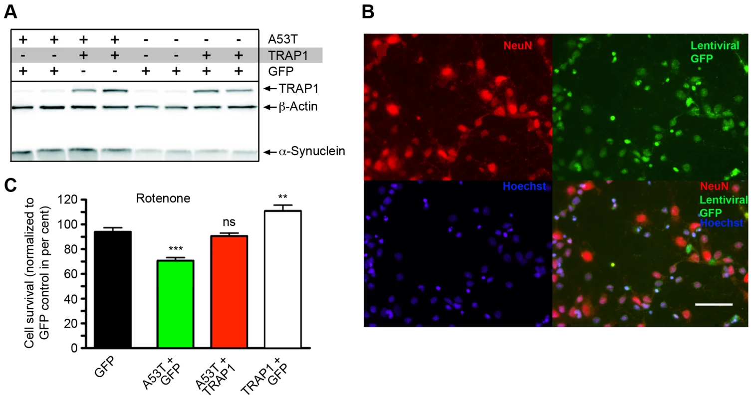 TRAP1 overexpression protects rat cortical neurons from [A53T]α-Synuclein-induced sensitivity to rotenone.