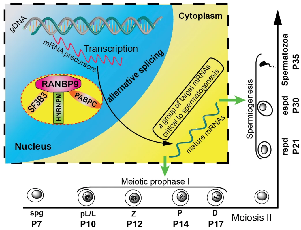 Schematic diagram showing the proposed model of RANBP9 function during spermatogenesis in mice.