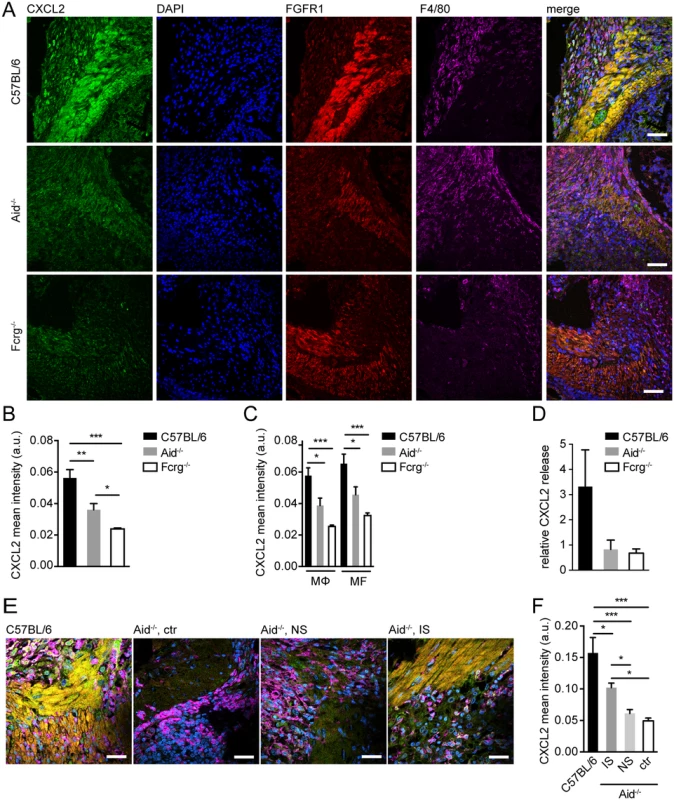 Antibody and Fcrg-dependent mechanisms trigger CXCL2 expression during helminth infection in vivo.