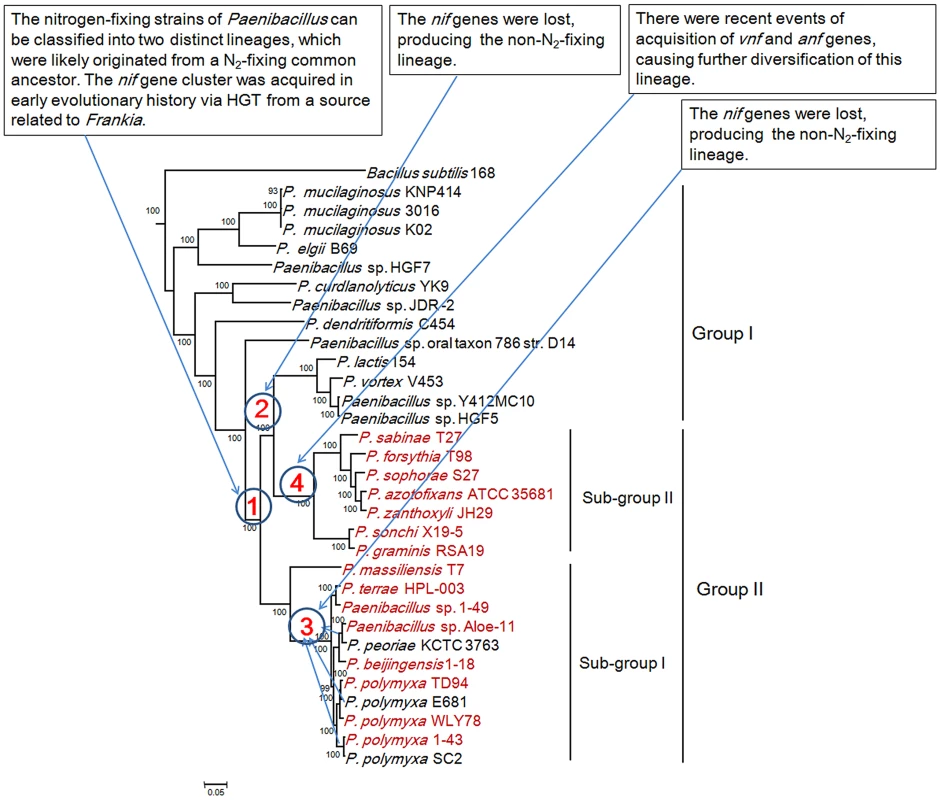Maximum-likelihood phylogenetic tree of <i>Paenibacillus</i> strains and the 4 possible evolutionary pathways of nitrogen fixation in <i>Paenibacillus</i>.