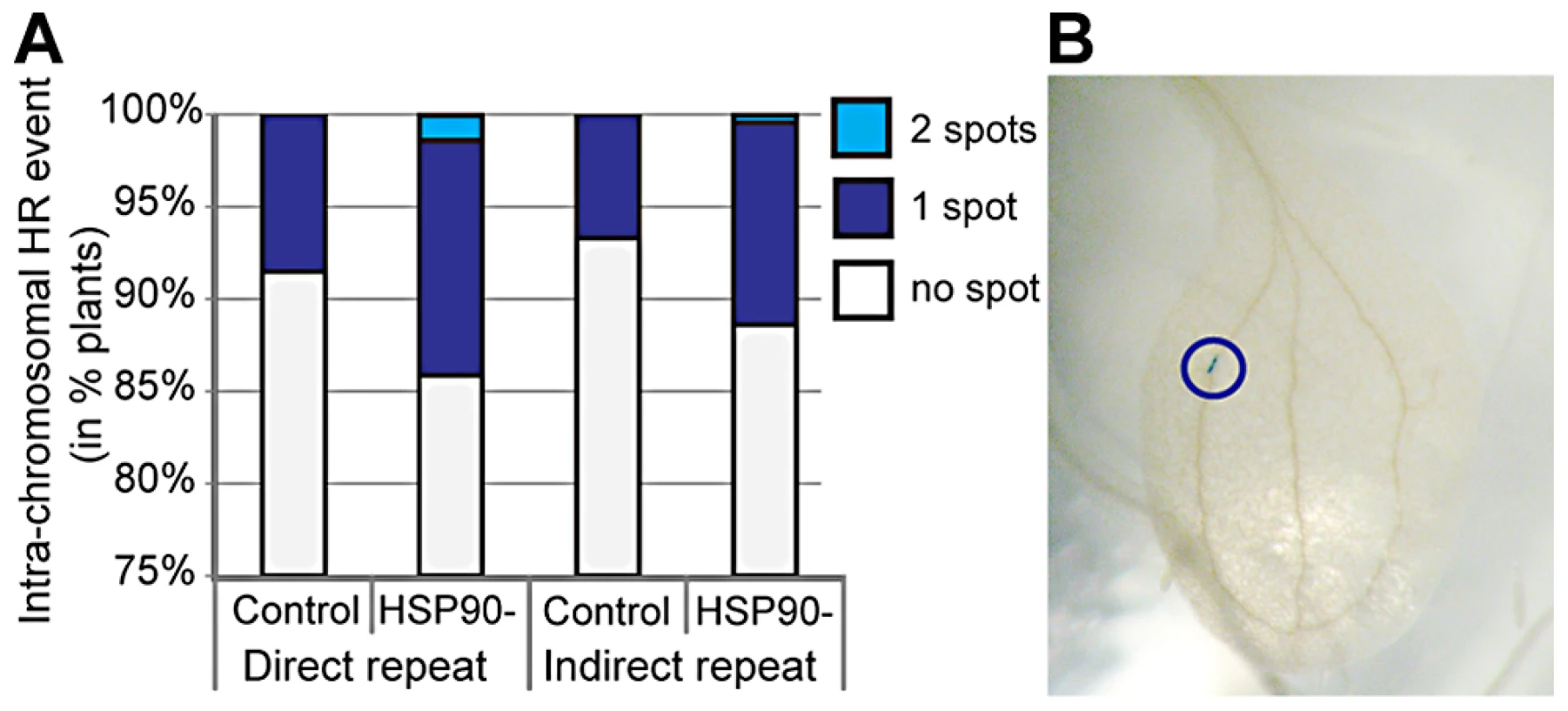 HSP90 inhibition increases homologous recombination in plants.