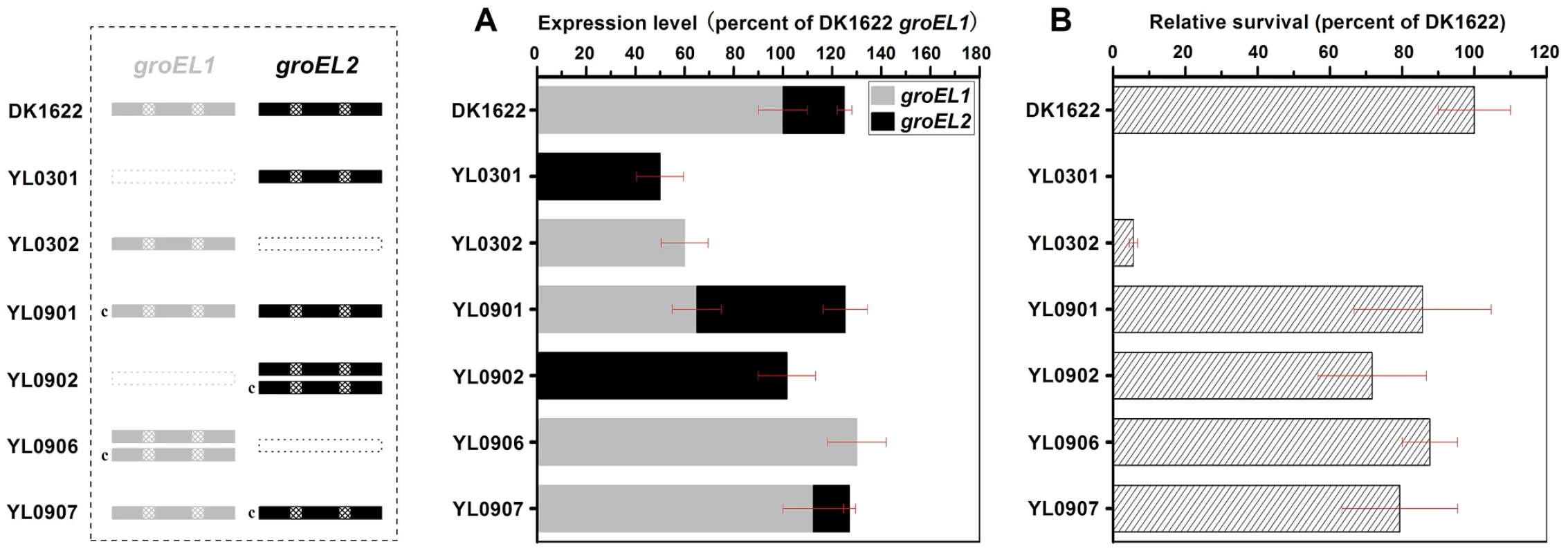 Quantitative PCR analysis of the <i>groEL1</i> and <i>groEL2</i> expression levels and survival rates after heat shock at 42°C for 30 min.