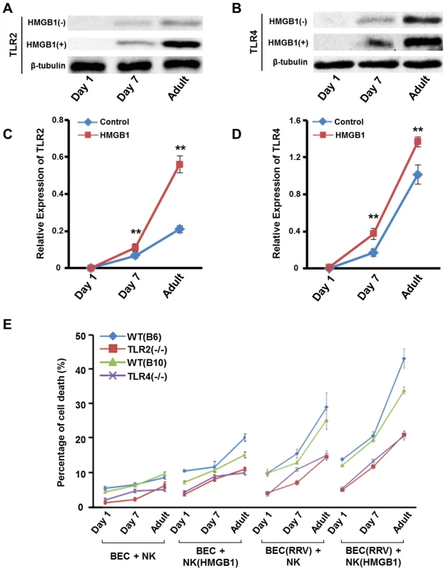 Expression of TLR2/TLR4 and NK cell cytotoxicity increases as mice age.