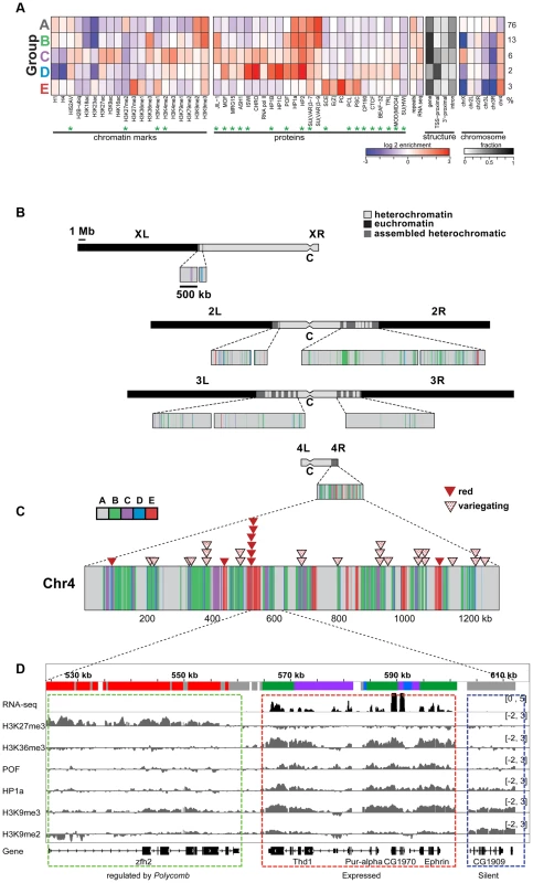 The chromatin composition of <i>D. melanogaster</i> chromosome 4 shows distinct patterns of enrichment.
