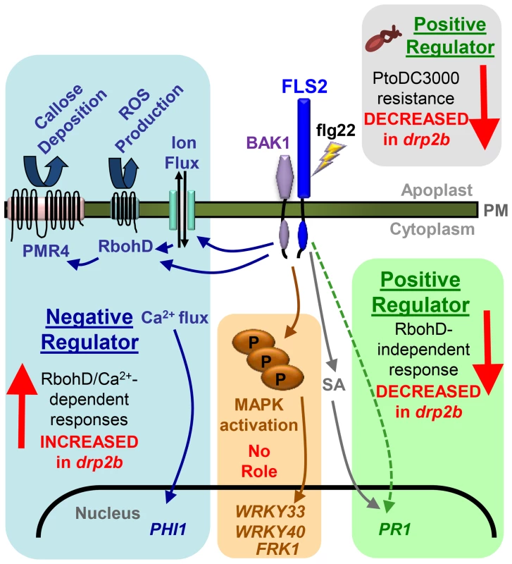 Summary of non-canonical response defects in <i>drp2b</i> within the different branches of the flg22-signaling network.