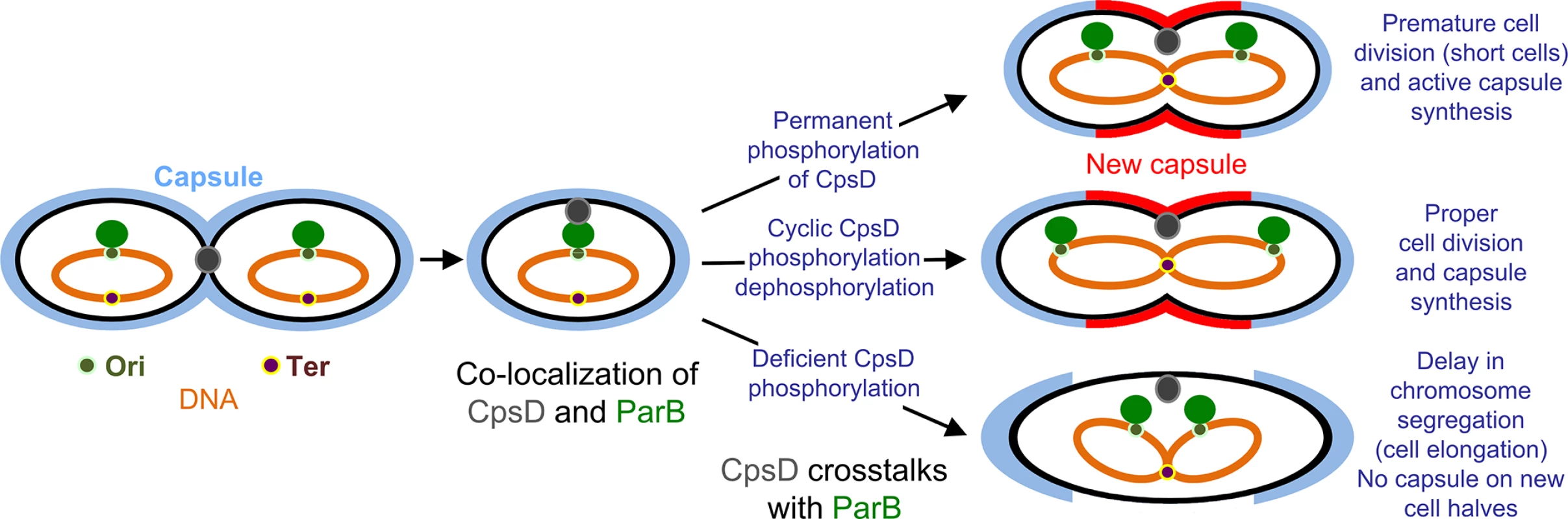 Model for CpsD-mediated coordination of CPS synthesis with the cell cycle.