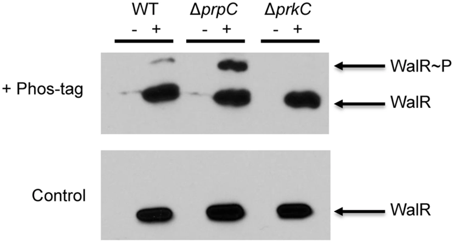 PrkC-dependent WalR phosphorylation is observed <i>in vivo</i>.