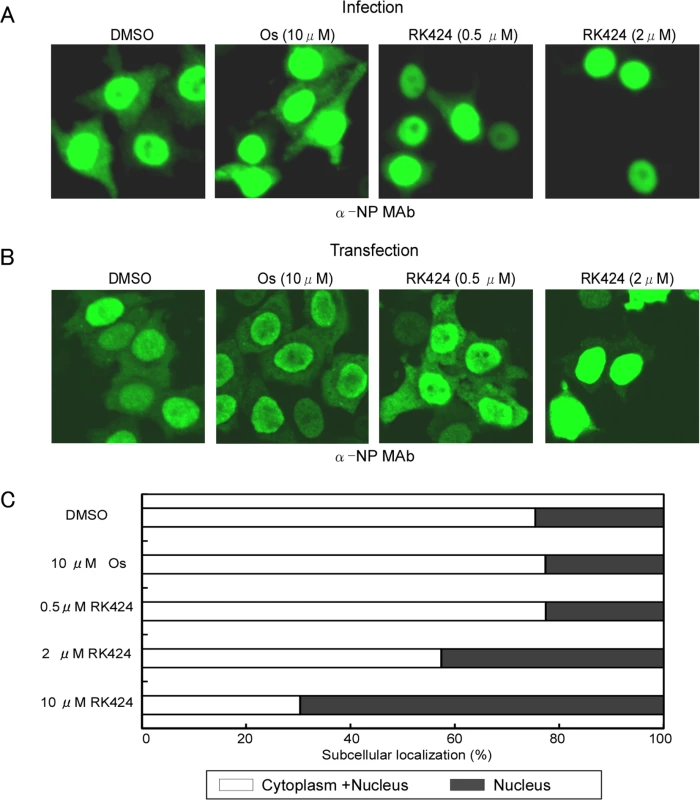 Effect of RK424 on cytoplasmic localization of NP.