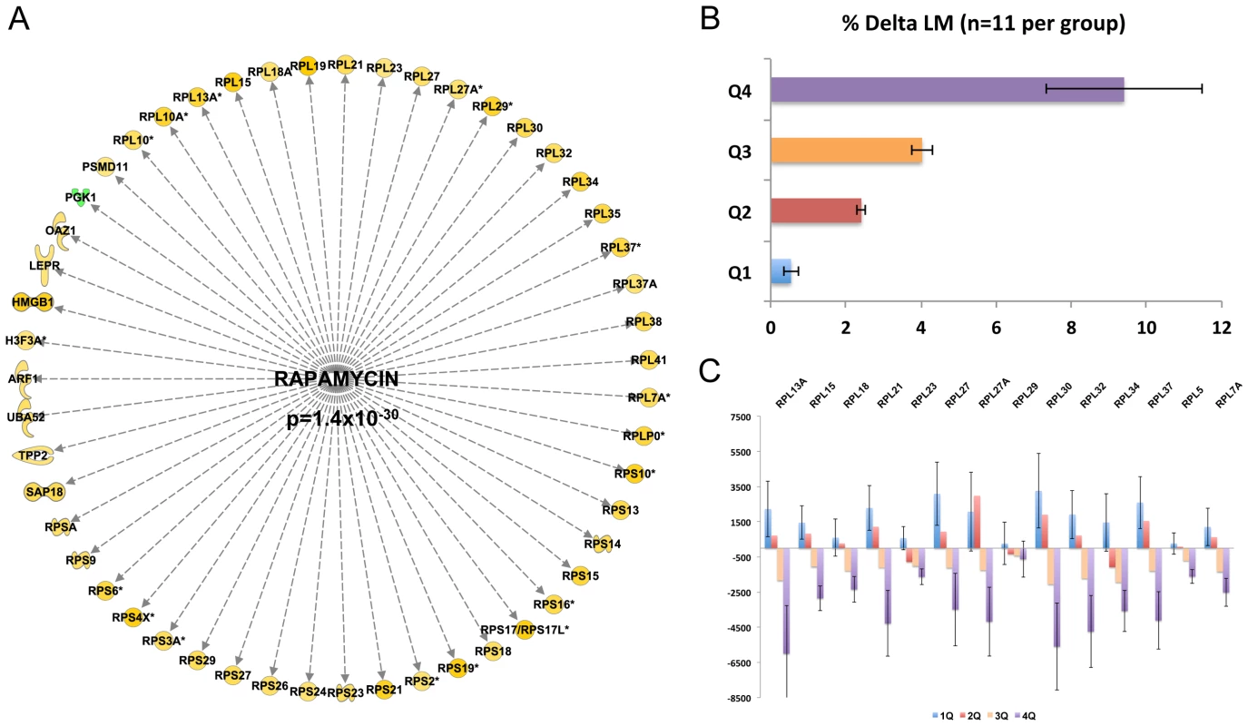 Inhibition of the mTOR-related expression network is correlated with gains in lean mass following RET.