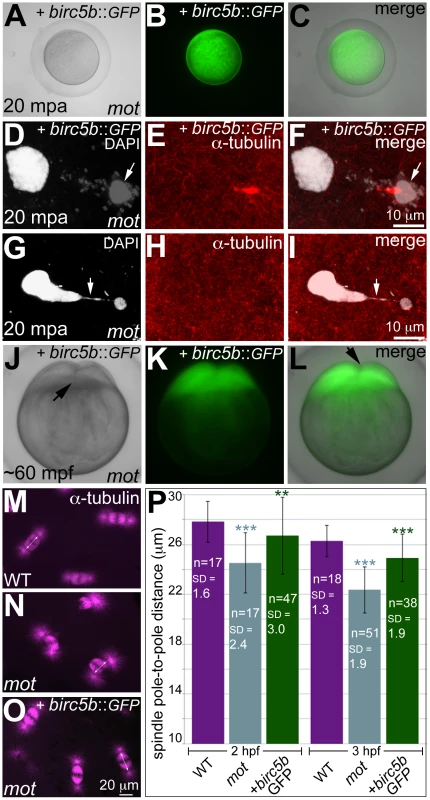 Wild-type <i>birc5b</i> rescues cell division defects in <i>motley</i> mutants.