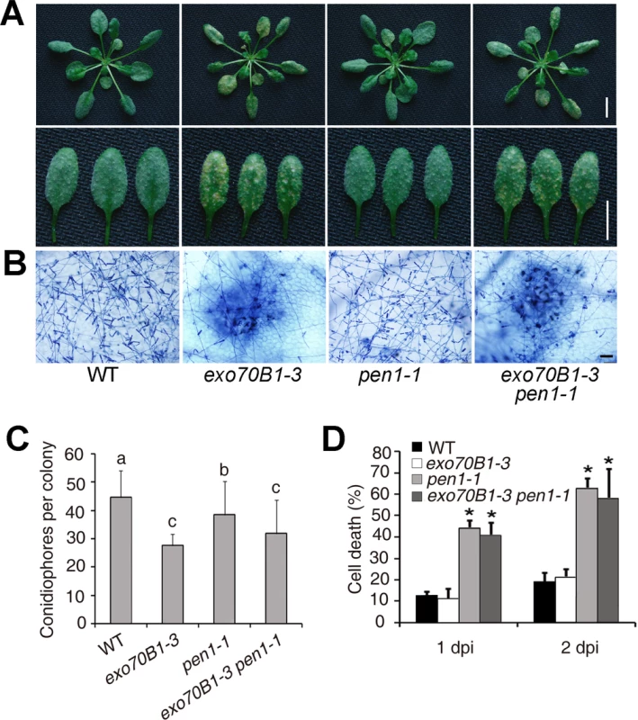 Defense responses of wild type, <i>exo70B1-3, pen1-1</i> and <i>pen1-1 exo70B1-3</i> plants to adapted and non-adapted powdery mildew pathogens.